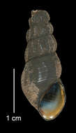 Image of Juga plicifera (I. Lea 1838)