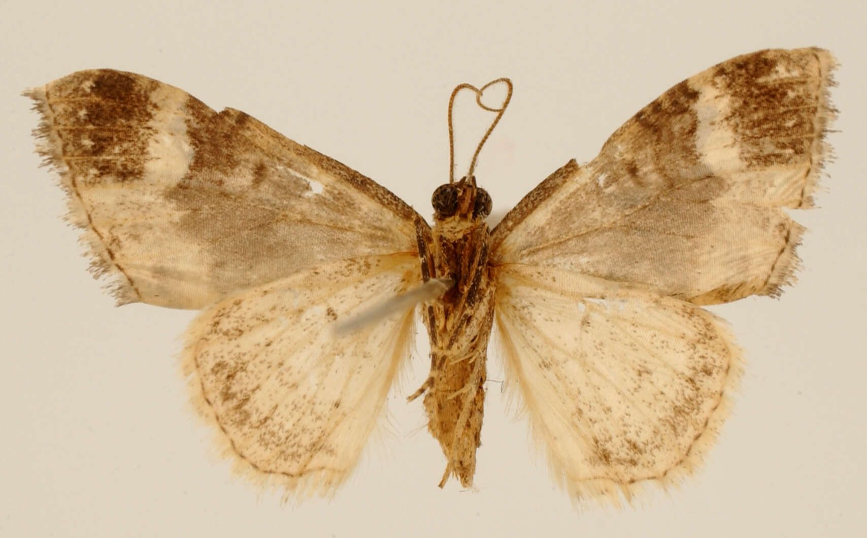 Image of Hammaptera vilaria Warren 1908