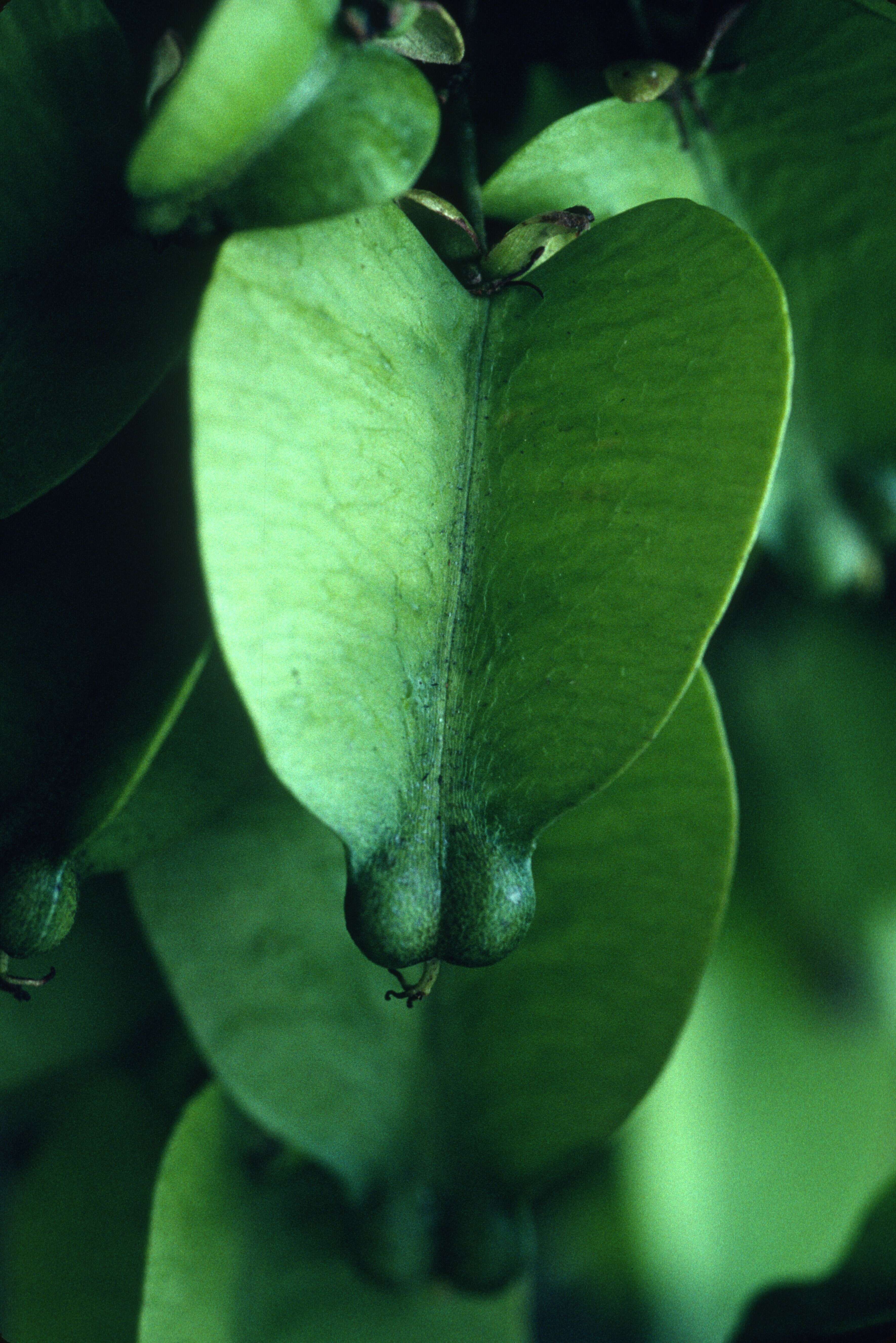 Imagem de Serjania caracasana (Jacquin) Willdenow