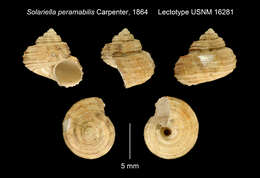 Minolia peramabilis Carpenter 1864的圖片