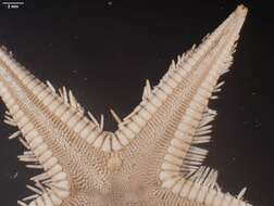 Image of Astropecten marginatus Gray 1840