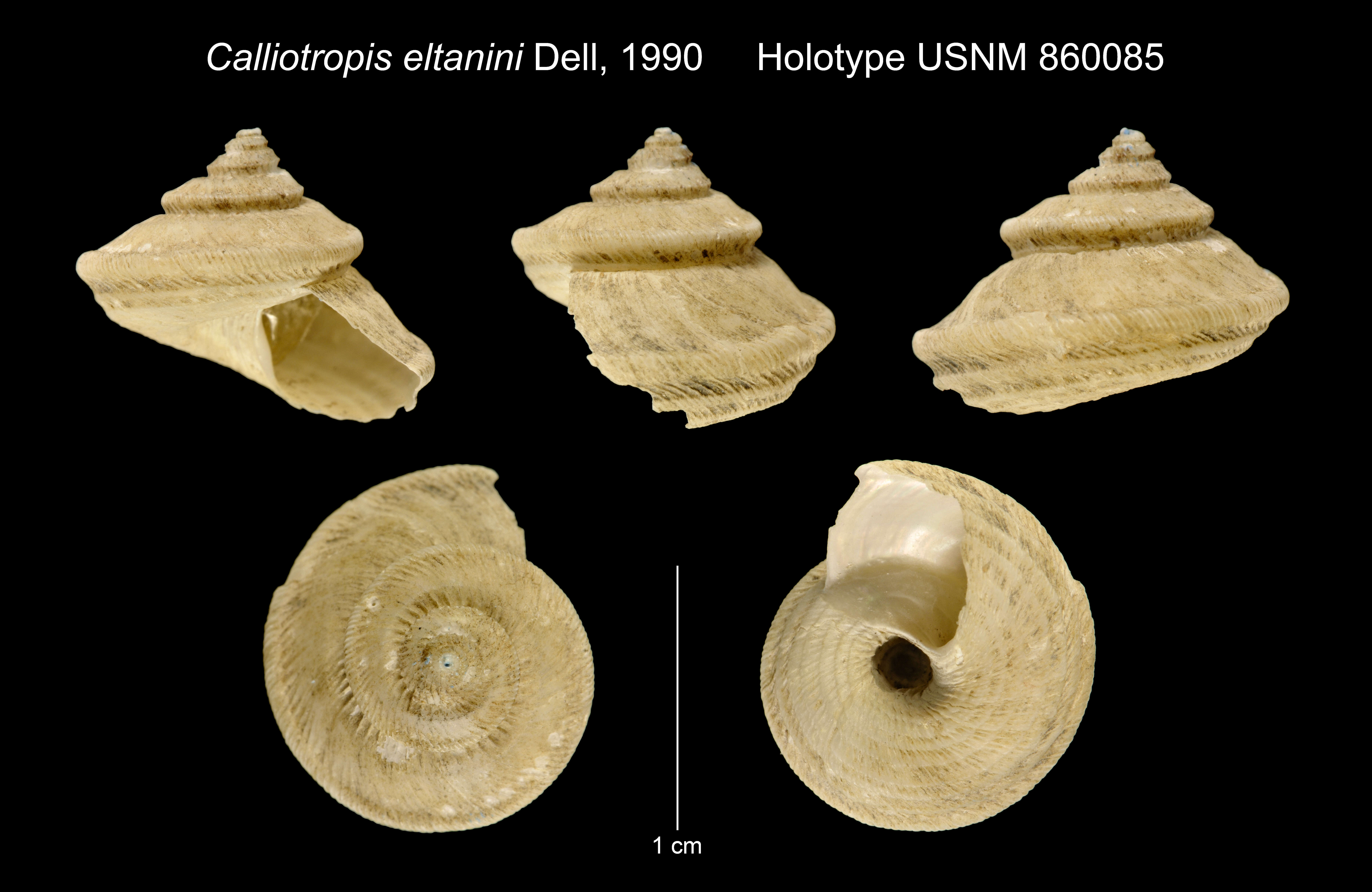Image of Calliotropis eltanini Dell 1990