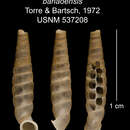 Imagem de Gongylostomella banaoensis C. Torre & Bartsch 1972