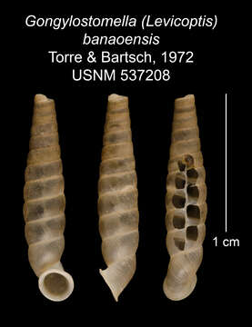 Imagem de Gongylostomella banaoensis C. Torre & Bartsch 1972