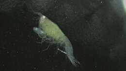 Image of Amphipoda