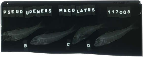 صورة Pseudupeneus maculatus (Bloch 1793)