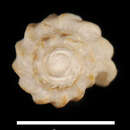 Image of Belalora striatula (Thiele 1912)