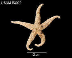 Image of Asterias triremis Sladen 1889