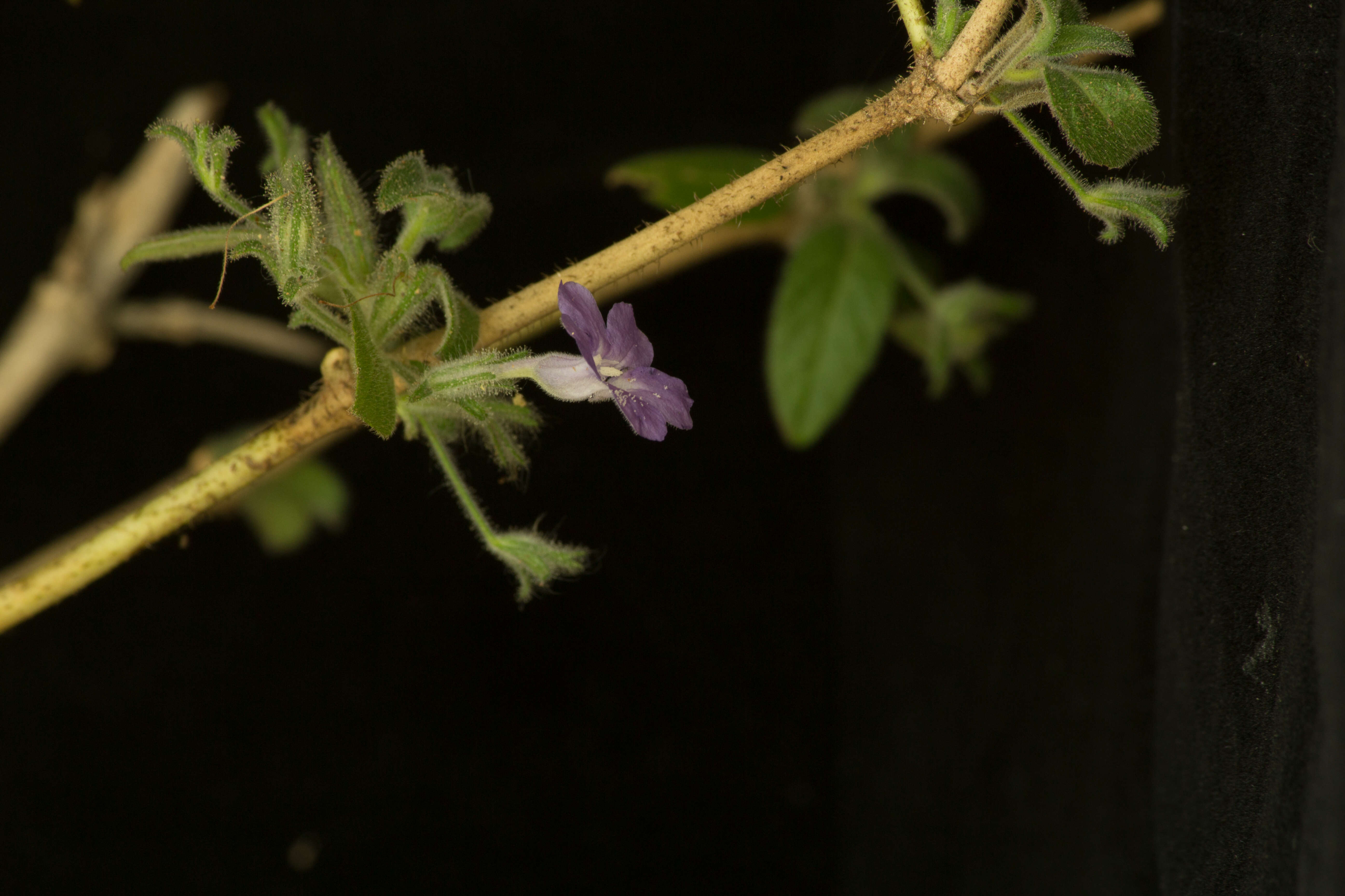 Image of Ruellia inundata Kunth