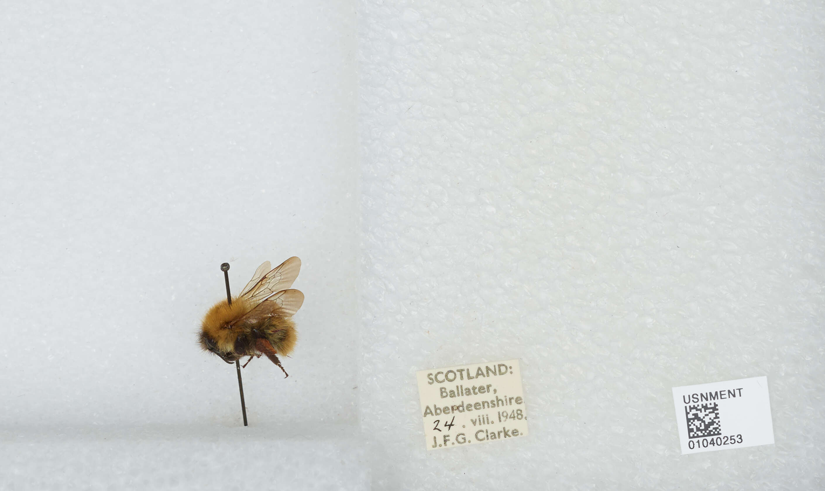 Image of Common carder bumblebee