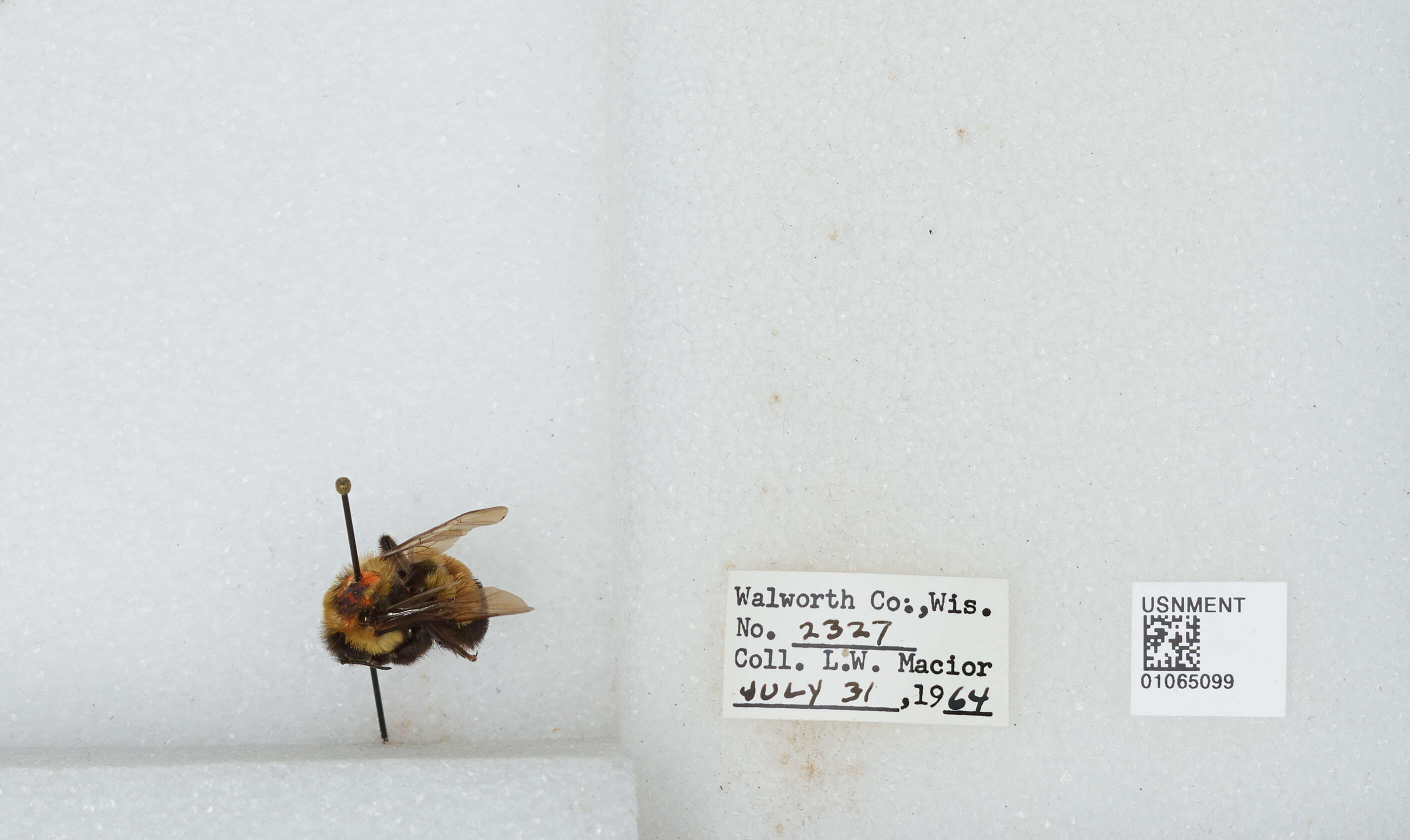 Слика од Bombus affinis Cresson 1864