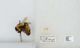 Слика од Bombus affinis Cresson 1864