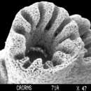 Stylaster densicaulis Moseley 1879的圖片