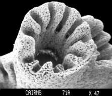 Image of Stylaster densicaulis Moseley 1879