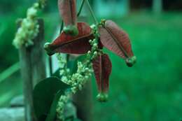 Image of Mikania salzmanniifolia DC.