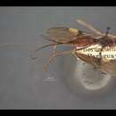 صورة Cyanopterus Haliday 1836