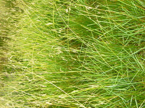 Image of Poa glaberrima Tovar