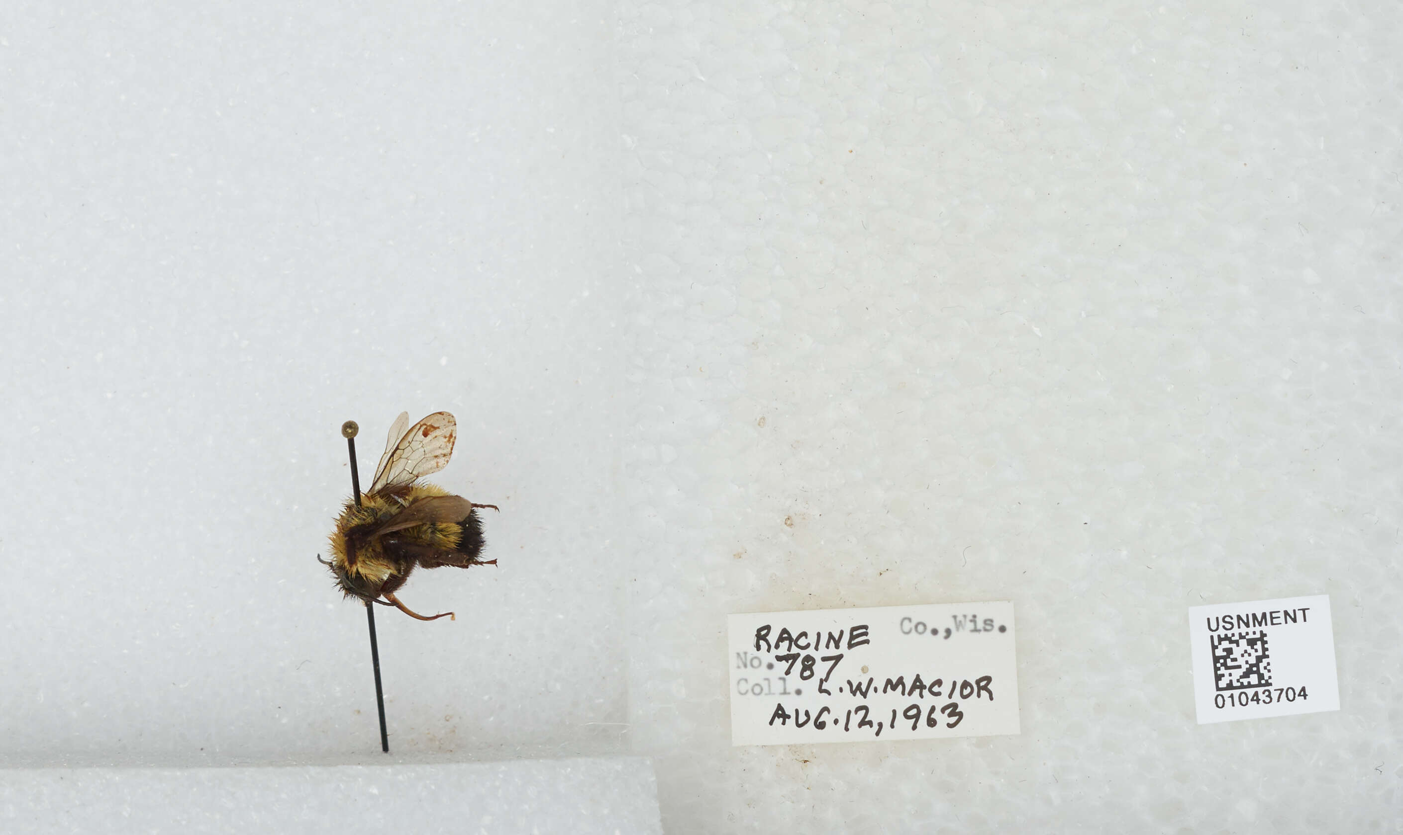 Слика од Bombus affinis Cresson 1864