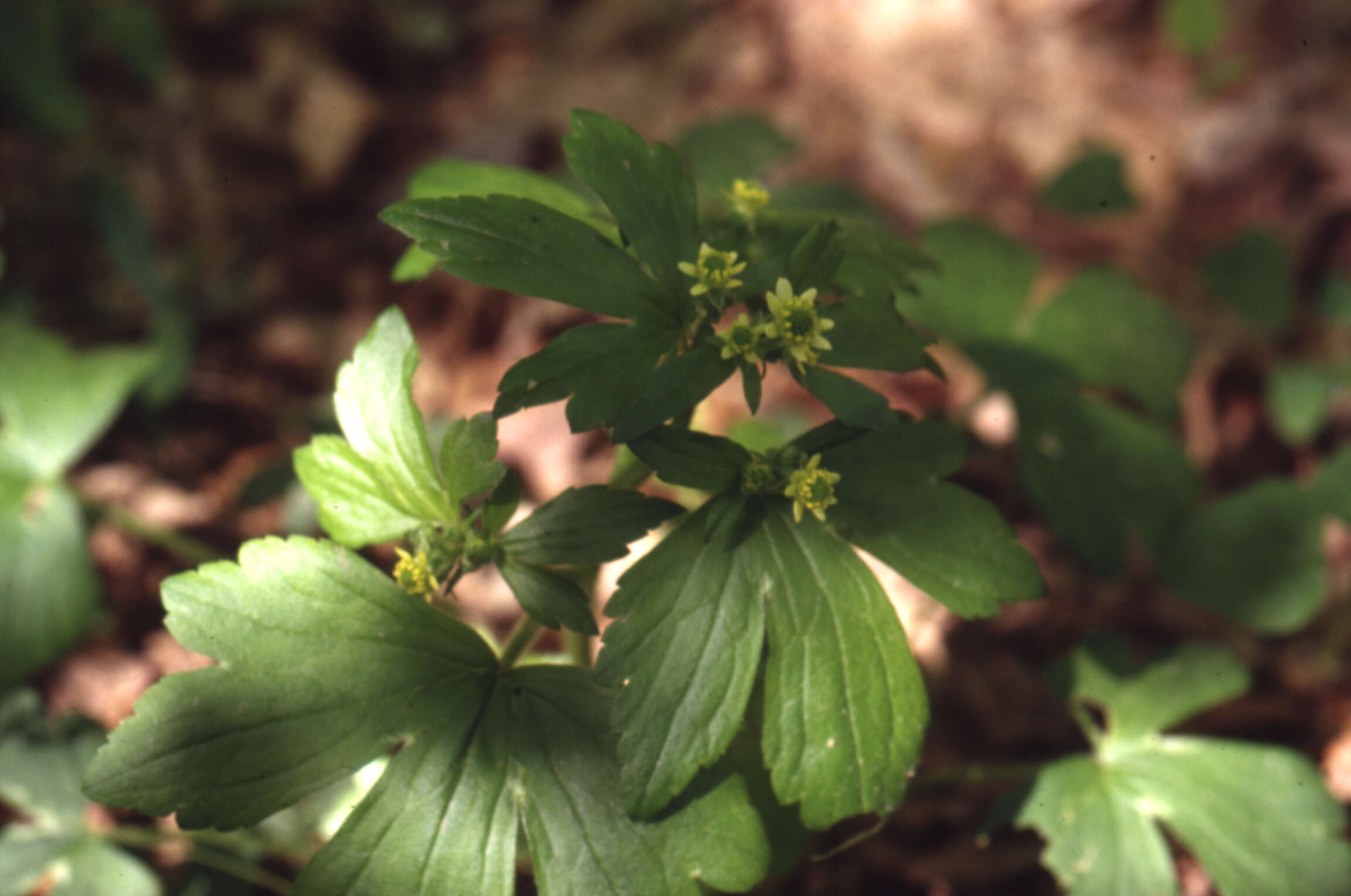 Ranunculus recurvatus Poir.的圖片