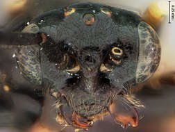 Image of Priophorus rubi Rohwer