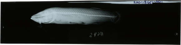 Image of blackfish