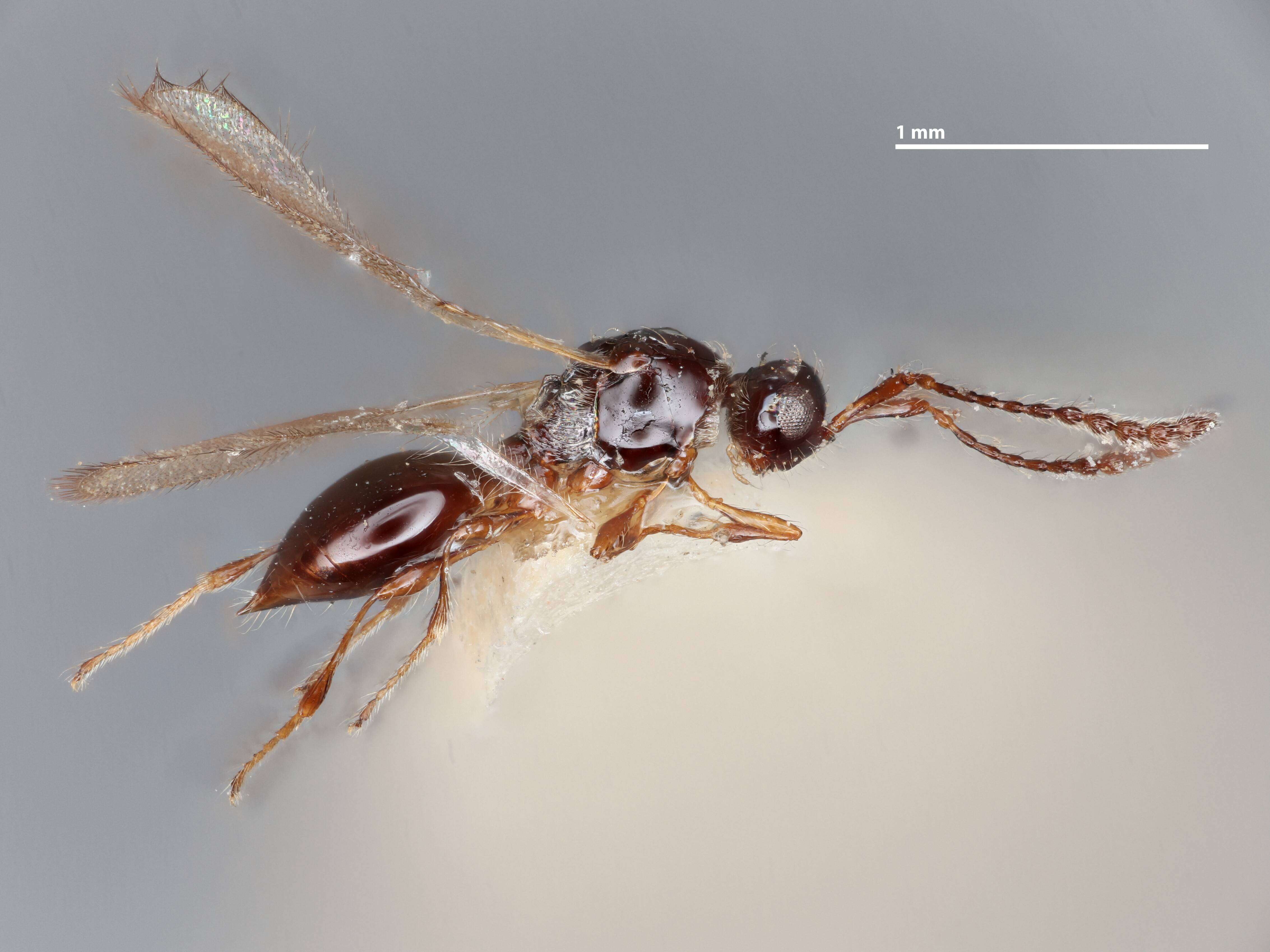 Image of Trichopria Ashmead 1893