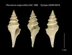 Image of Leucosyrinx subgrundifera (Dall 1888)