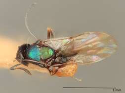 Image of Parasitoid wasp