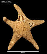 Image of Chitonaster trangae Mah 2011