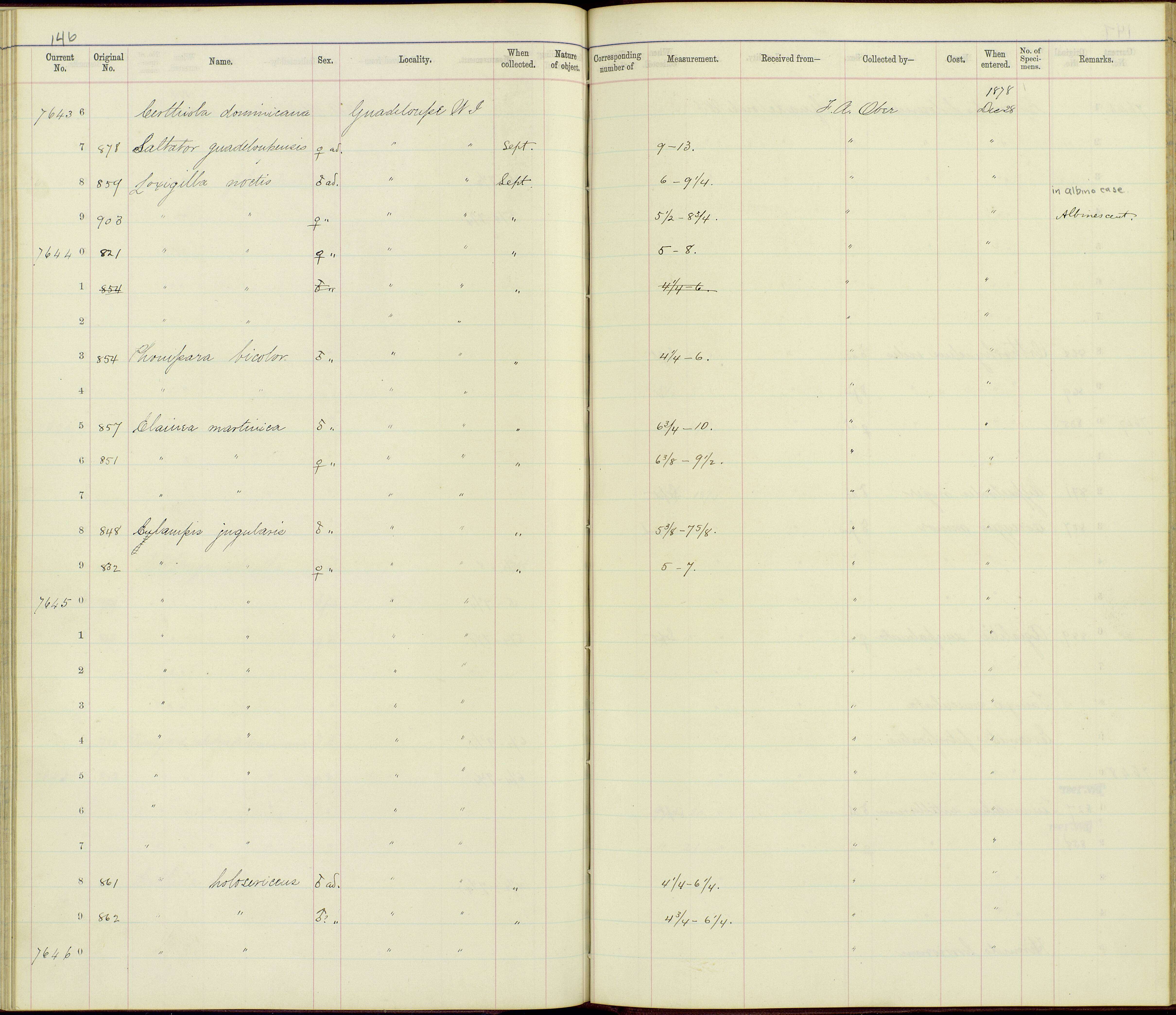 Image of Eulampis Boie & F 1831