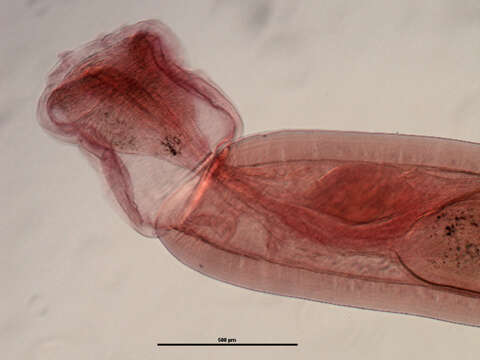 Plancia ëd Leptorhynchoides thecatus (Linton 1891)