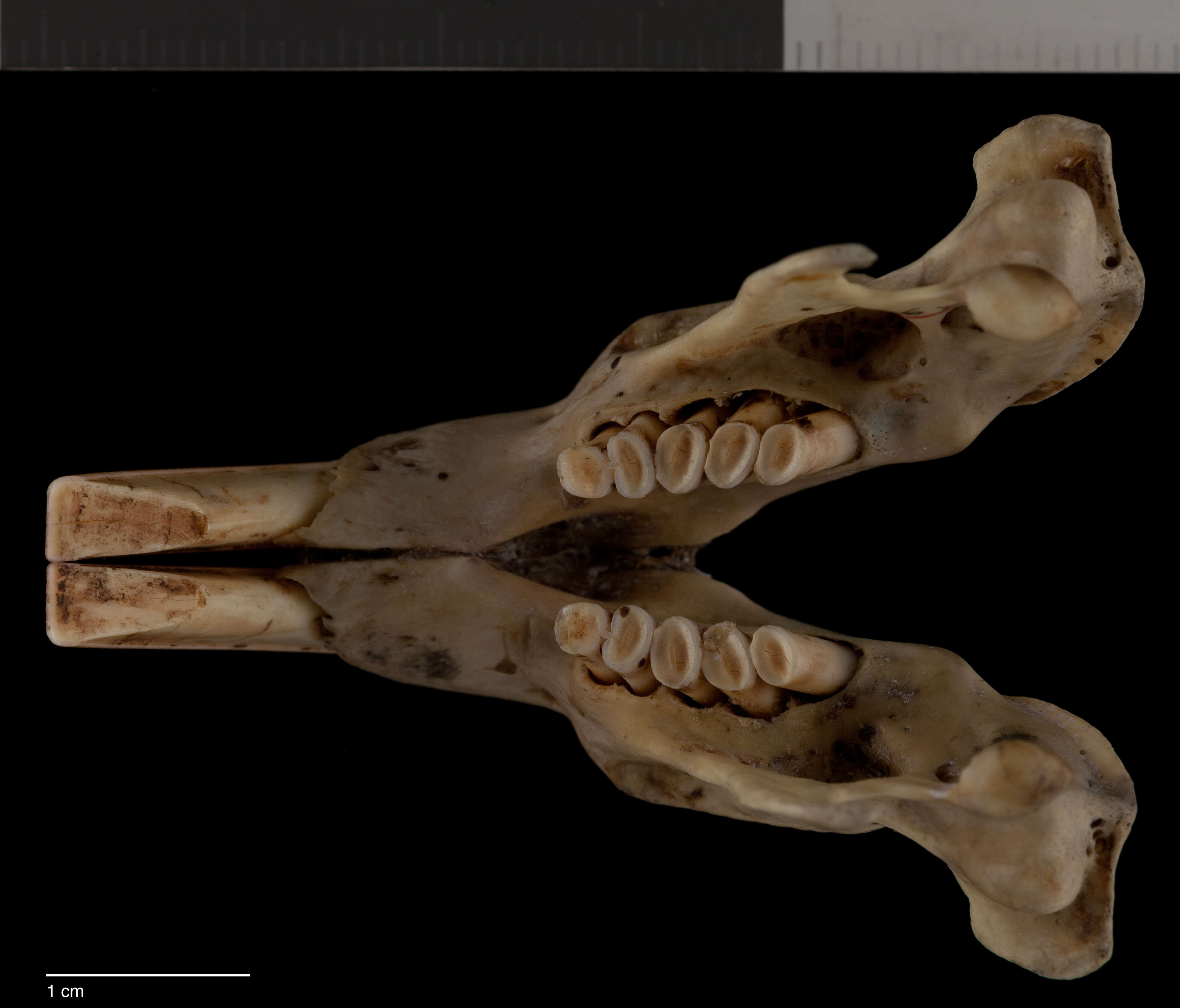 Image of Orthogeomys grandis felipensis Nelson & Goldman 1930