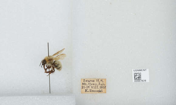 Imagem de Bombus diversus Smith 1869