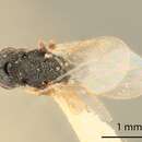 Image of Eurytoma fusca Bugbee 1967