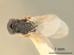 Image of Eurytoma fusca Bugbee 1967