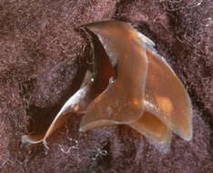 Image of Atlantic bird squid