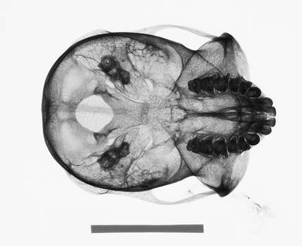 Image of Presbytis rubicunda rubicunda (Müller 1838)