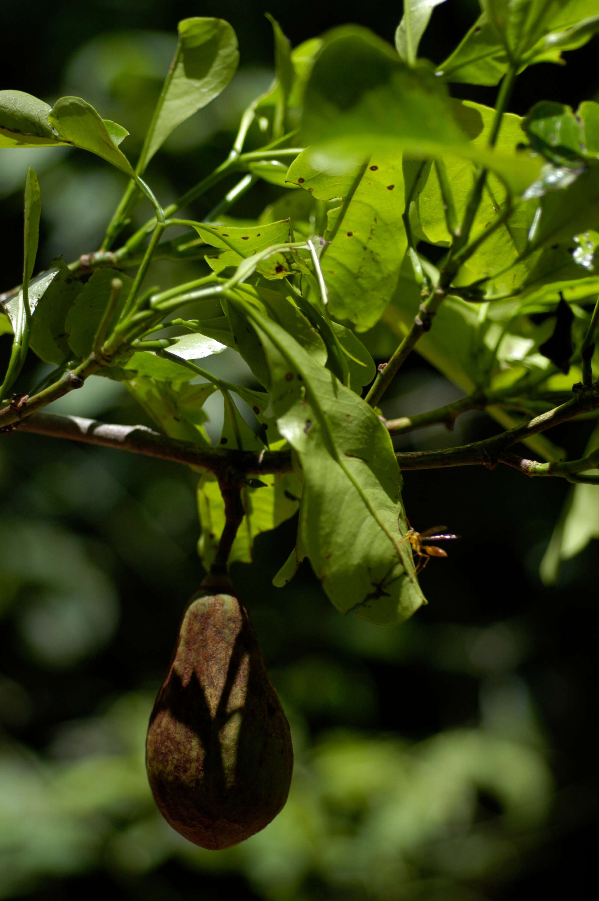 Image of Bombacaceae