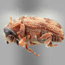 Image of Xylechinus declivis Wood 2007