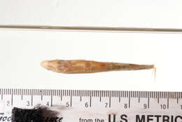 Image of Redfin Shiner