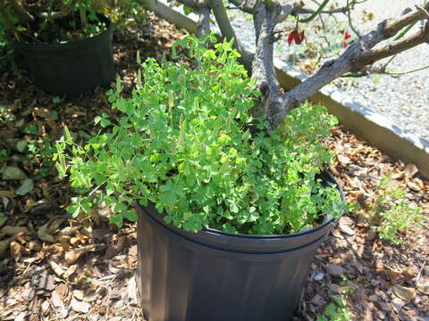 Imagem de Oxalis florida Salisb.