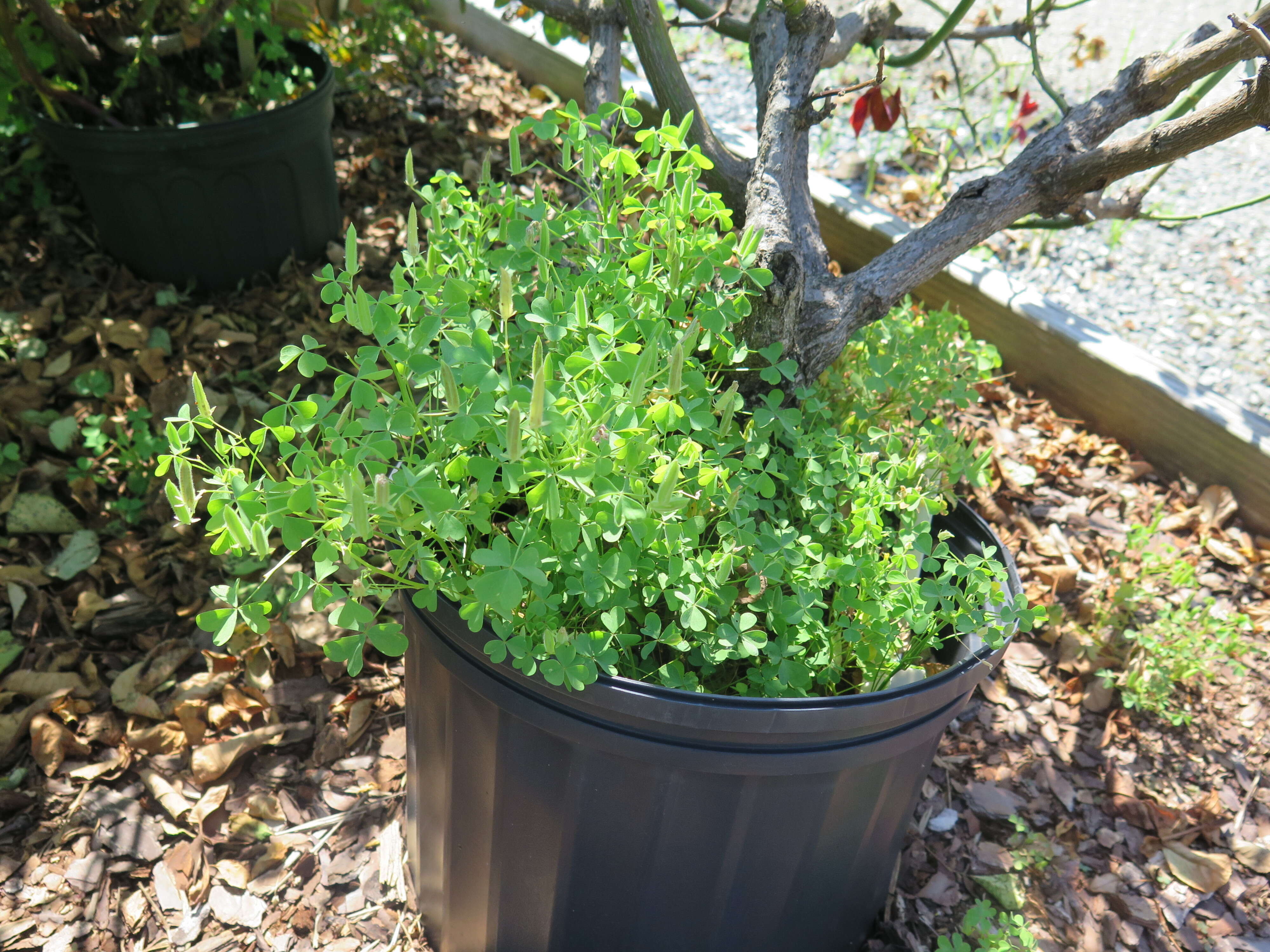 Image of Oxalis florida Salisb.