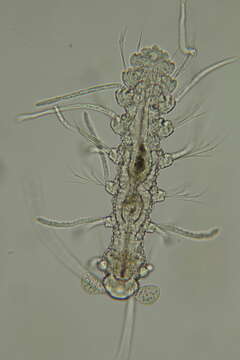 Micronerilla Jouin 1970 resmi