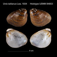 Image of Unio taitianus I. Lea 1834