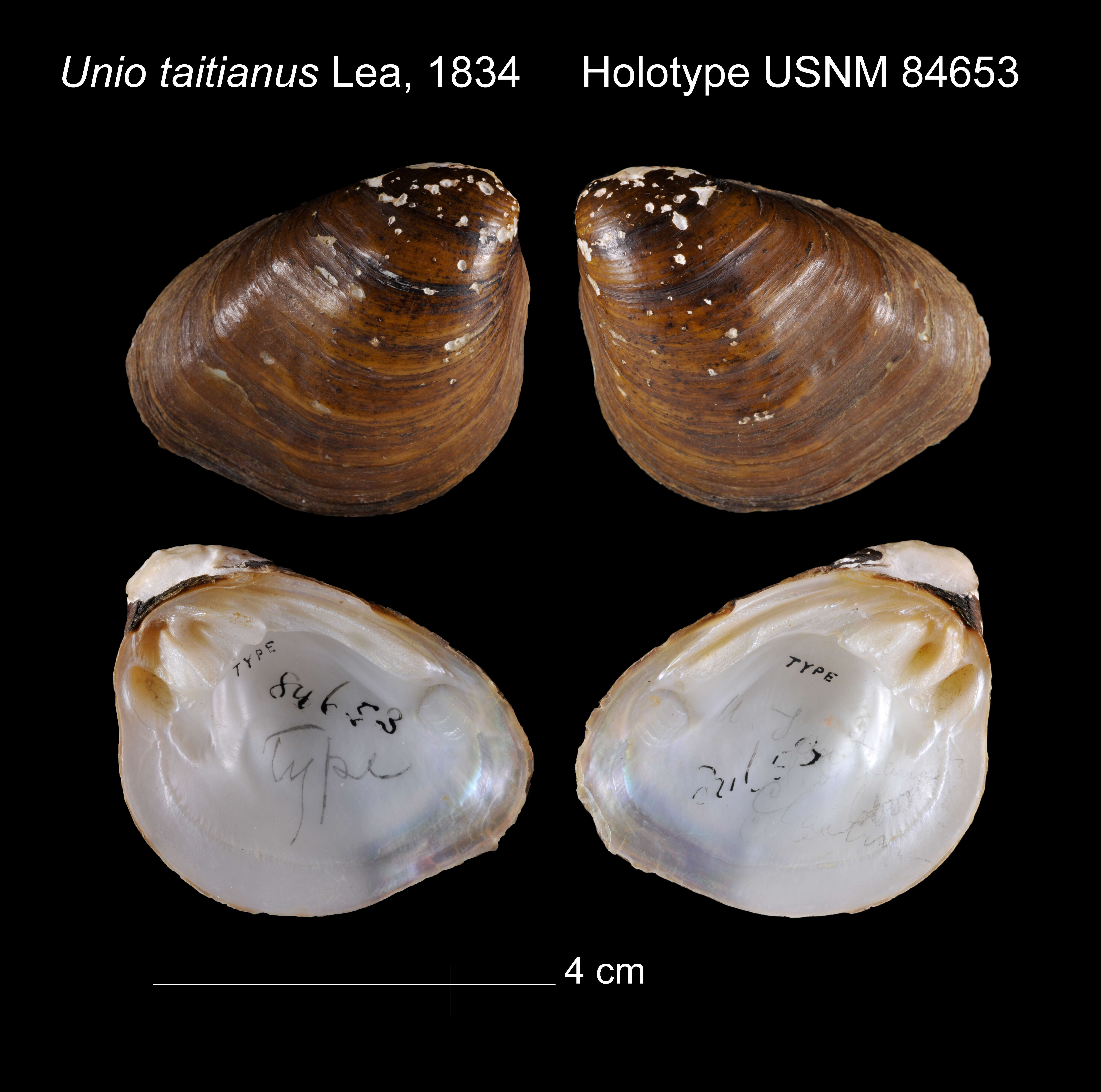 Image of Unio taitianus I. Lea 1834