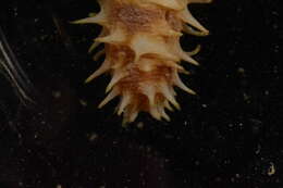 Image of Holothuria subgen. Holothuria Linnaeus 1767