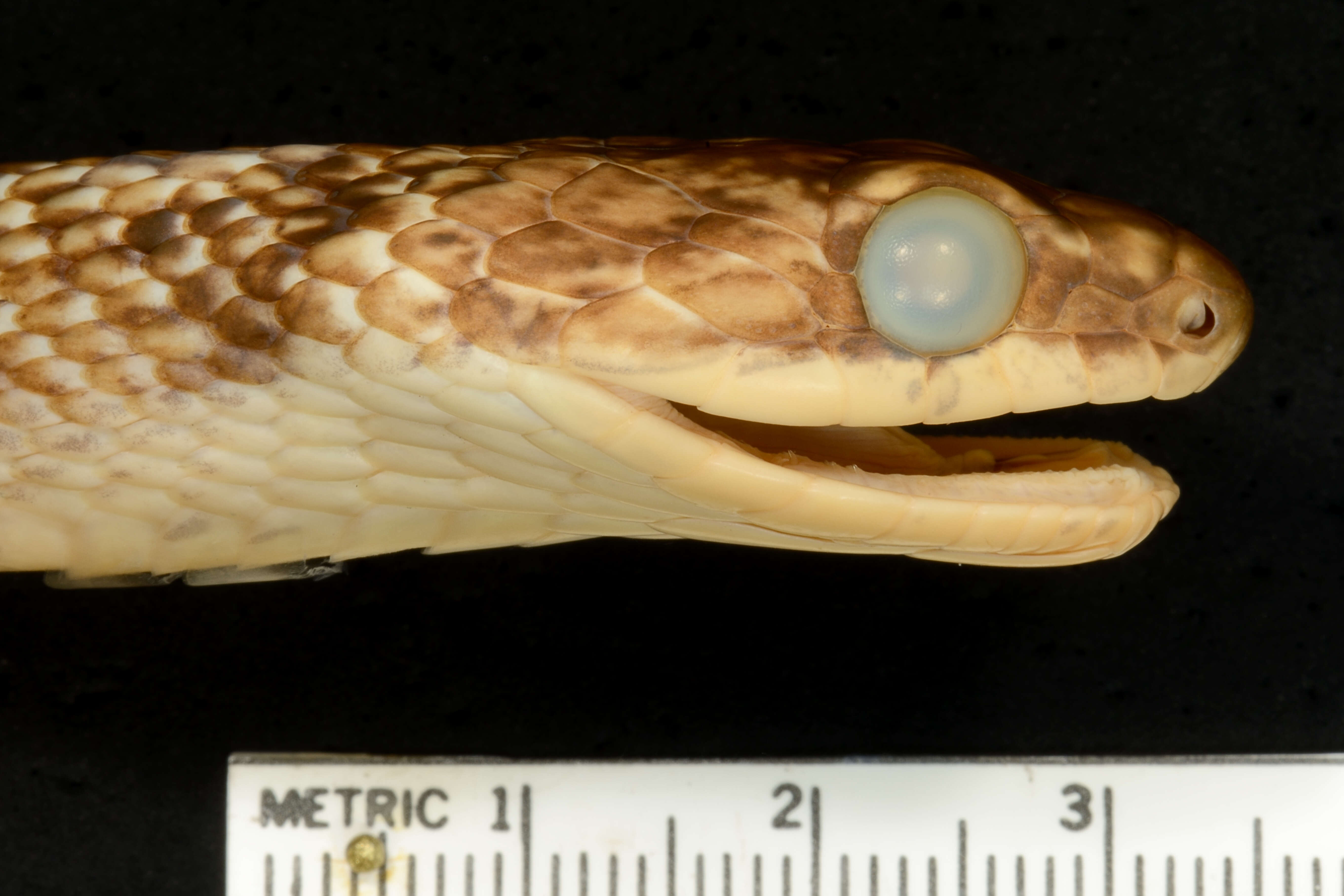 Image of Shropshire's Puffing Snake