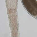 Sivun Ototyphlonemertes (Parmula) parmula Corrêa 1950 kuva