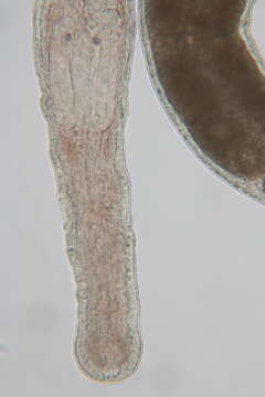 Image of Ototyphlonemertes (Parmula) parmula Corrêa 1950