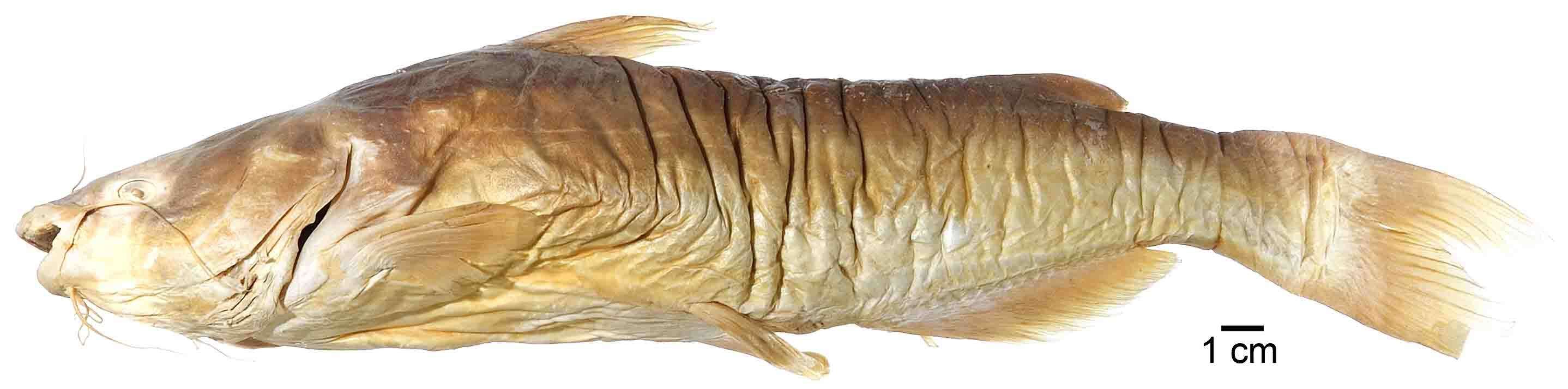 Image of North American freshwater catfishes